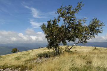 Obraz premium chaumes vosgiennes