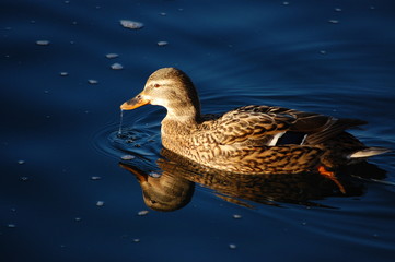 A female wild duck swimming in the blue water