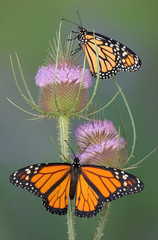 Fototapeta premium Monarchs on teasel