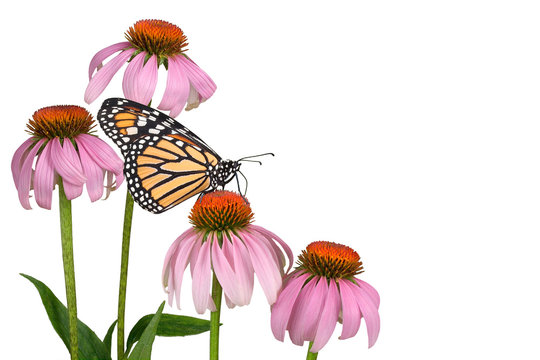 Monarch on coneflowers