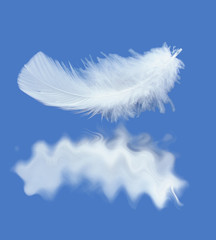 Feather and it`s reflection isolated on the blue background