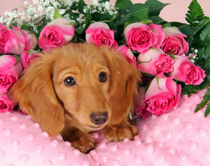 Dachshund puppy surrounded by roses