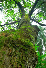 Fototapeta premium Tremendous oak tree - Mazury, Poland.