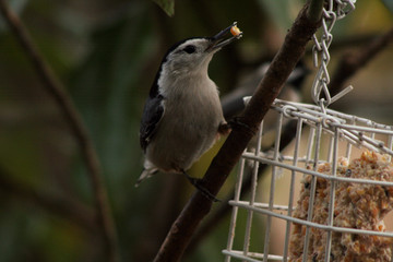 White-breasted nuthatch