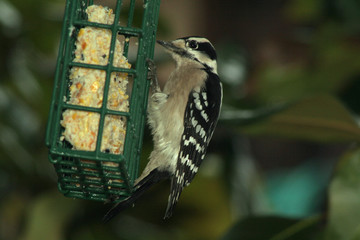 Woodpecker