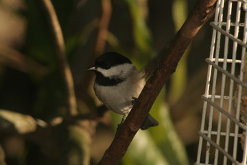 chickadee