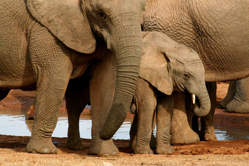 Group of elephants with baby at the watering hole