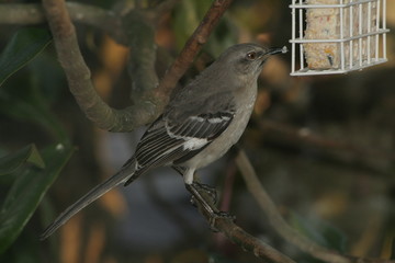 Northeren mocking bird