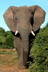 African Elephant Bull on an afternoon strol