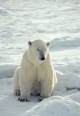 Obraz na płótnie Canvas Nied¼wied¼ polarny w Arktyce Kanadyjskiej