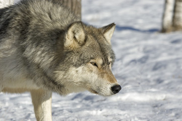 Gray wolf stalking prey in Northern Minnesota forest