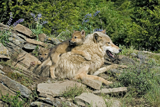 Gray wolf with her cubs