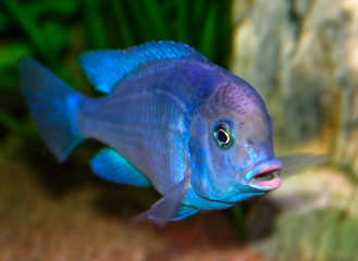 tropical fish - 5688075