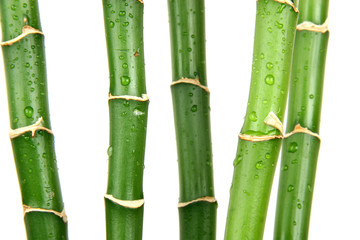 green wet bamboo isolated on the white
