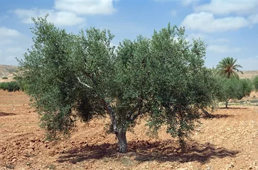 Foto op Canvas olive tree - tunisia © KaYann