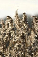 Fototapeta premium Soft reed heads