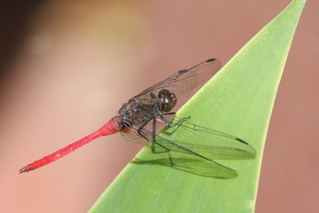 resting Dragonfly