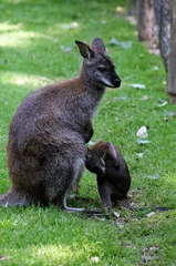 Photo sur Plexiglas Kangourou mamma canguro e il cucciolo