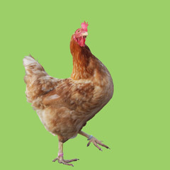 healthy chicken isolated with clipping path 