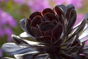 Exotic tropical flower.