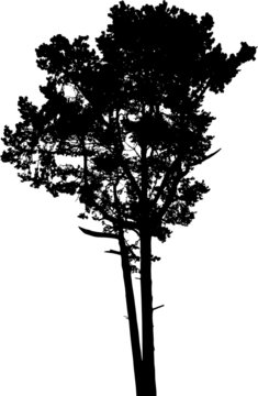 Isolated tree - 3. Silhouette