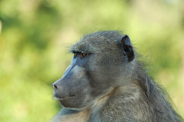 A chacma baboon in South Africa.