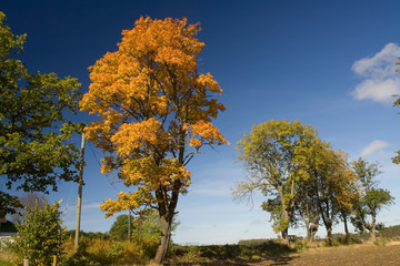 Idyllic autumn landscape with trees and blue skies