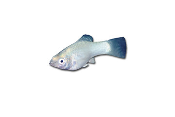 Fisch