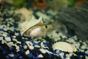 Fisch