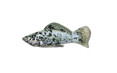 Fisch
