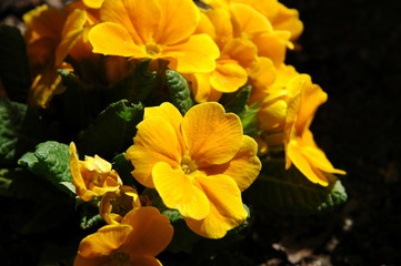 Fototapeta premium Primel gelbe Blume