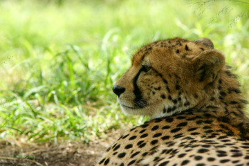 African Cheetah