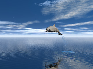 delfin 3 © juanjo