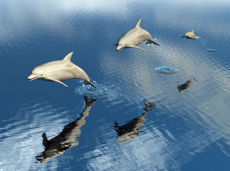 delfin 4 © juanjo