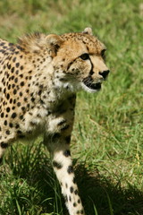 African Cheetah