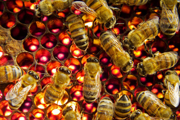 Bees inside a beehive