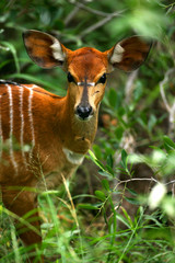 Nyala