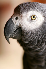 African Grey Parrot