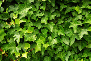 Abstract background of lush green ivy leaves - obrazy, fototapety, plakaty