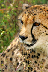 African Cheetah