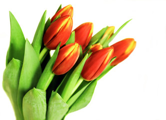 Obraz premium Tulpenstrauß