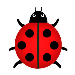 coccinelle