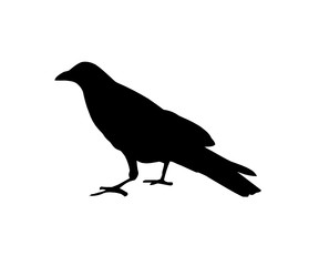 corvo