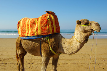 Kamel am Strand