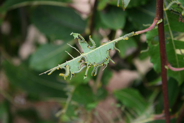 a group of caterpillars eating on a leaf