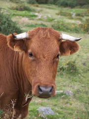 vache