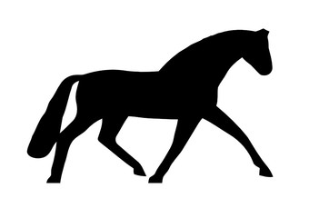 cavalo