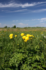 Trollius europaeus, a plant of the family Ranunculaceae. Spring.