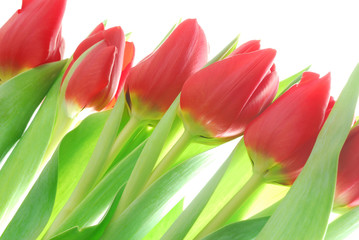 bunch of red tulips