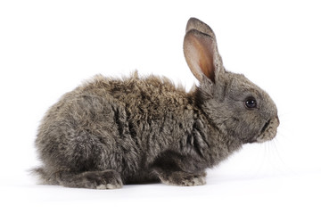 The rabbit with a white background